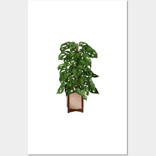 Monstera Adansonii Plant Illustration Posters and Art